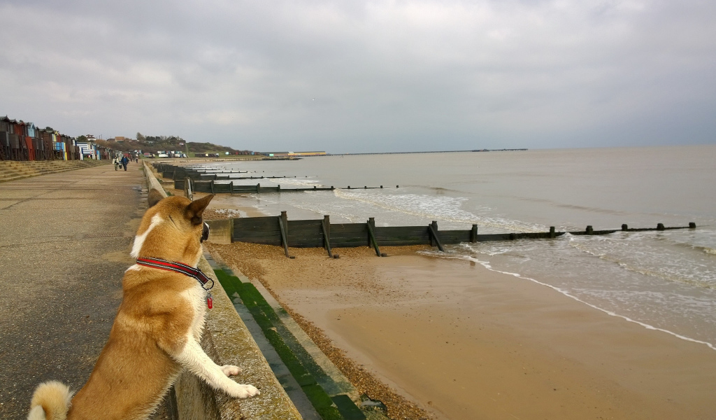 Американская акита на пляже