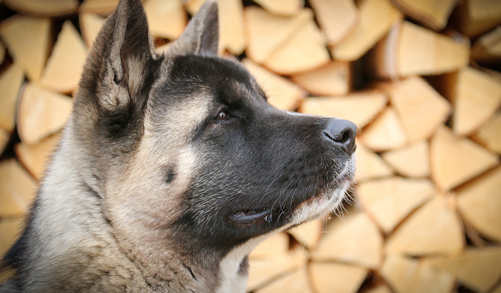 Американская акита на фоне дров