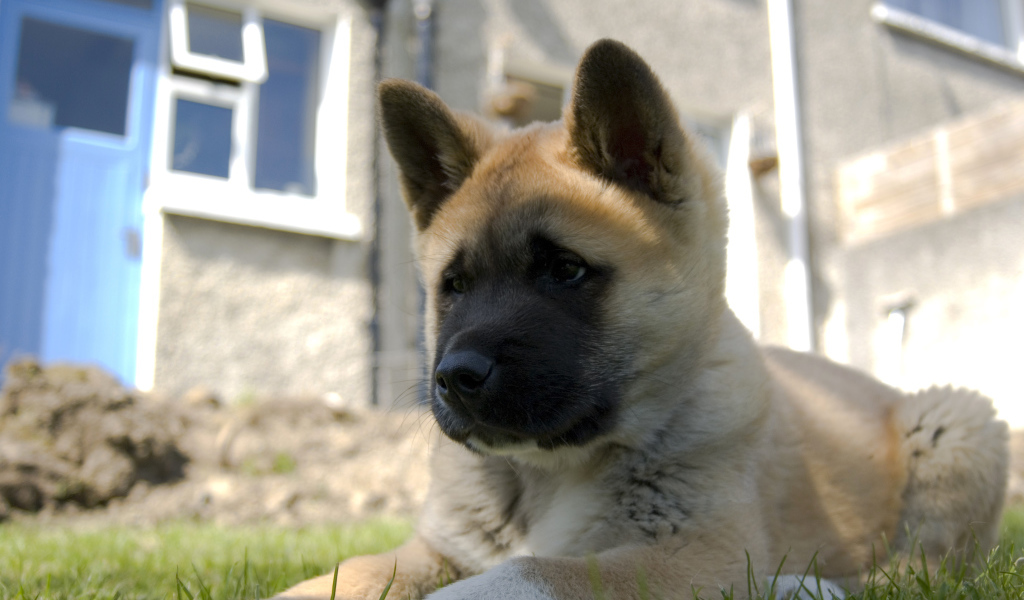 Щенок американской акиты