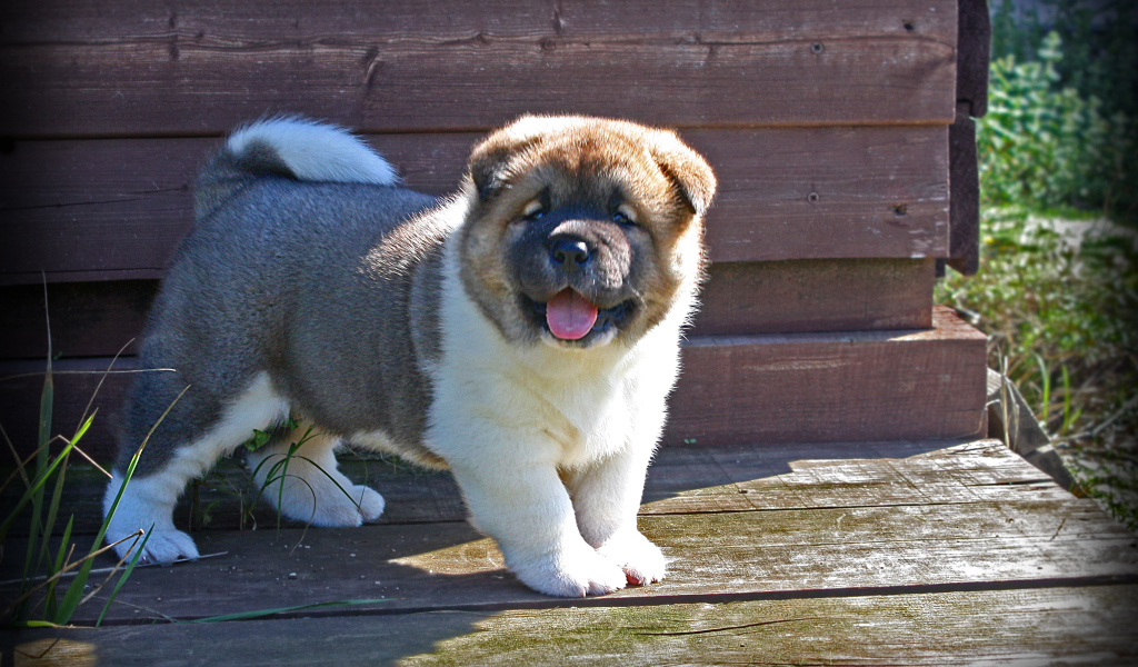 Американская акита показывает язык