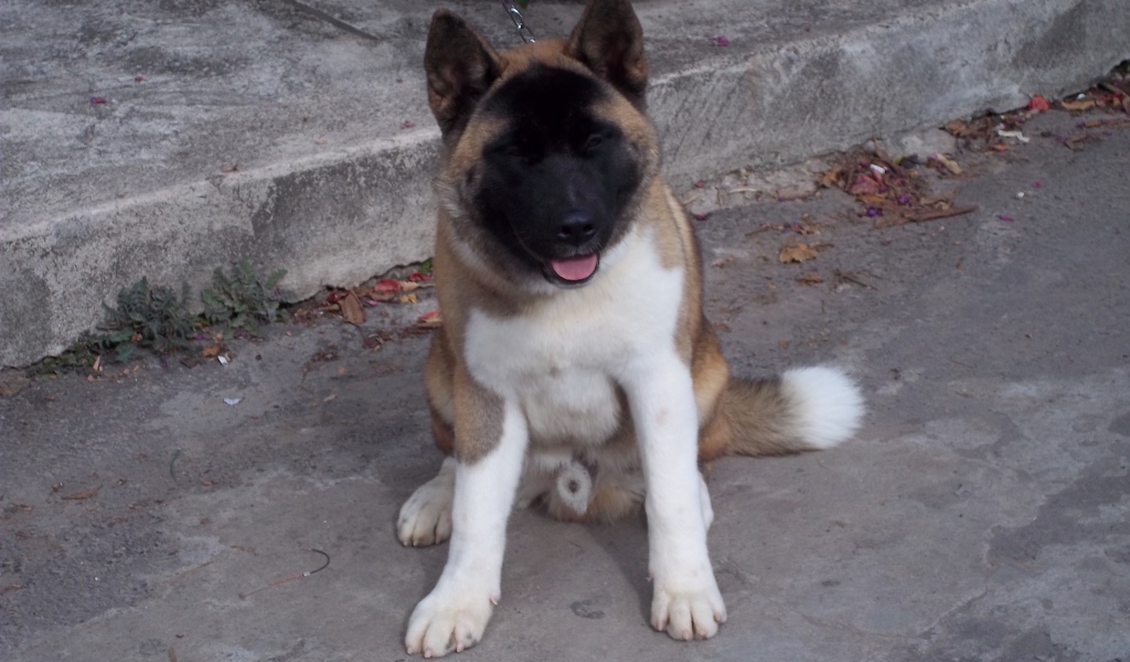 Американская акита сидит на цепи