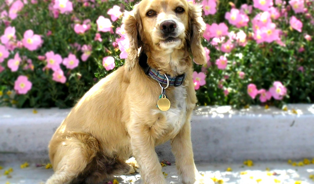 Американский кокер спаниель в цветах