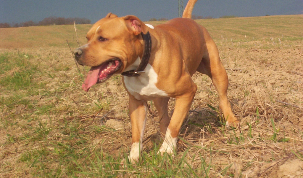 Американский стаффордширский терьер на прогулке