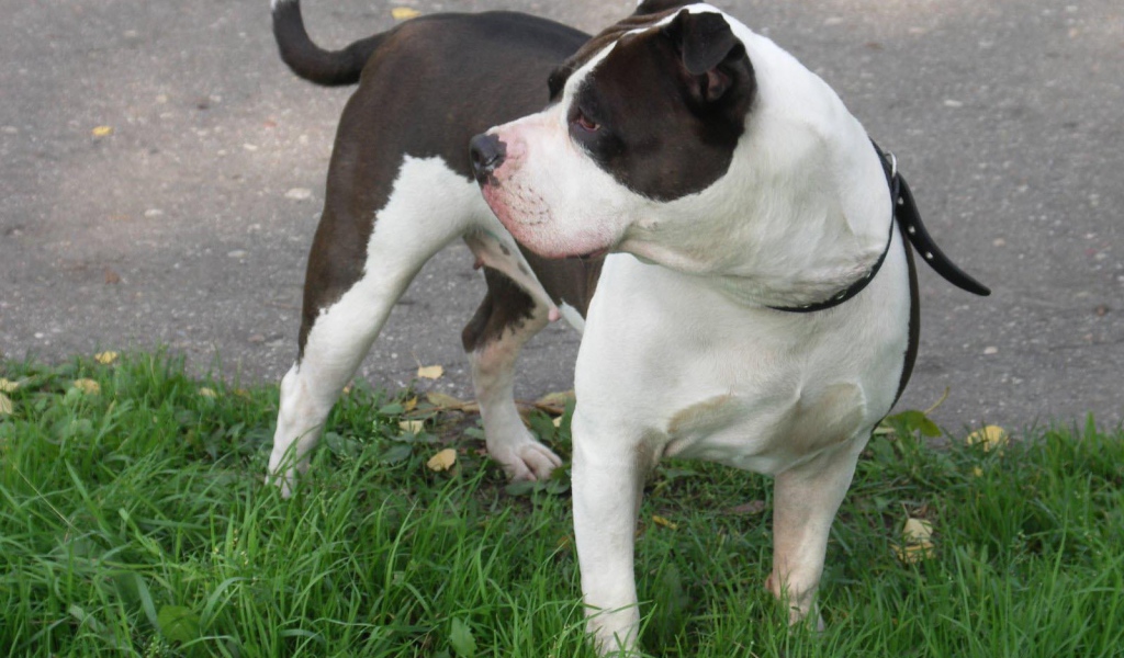 Американский стаффордширский терьер на поводке