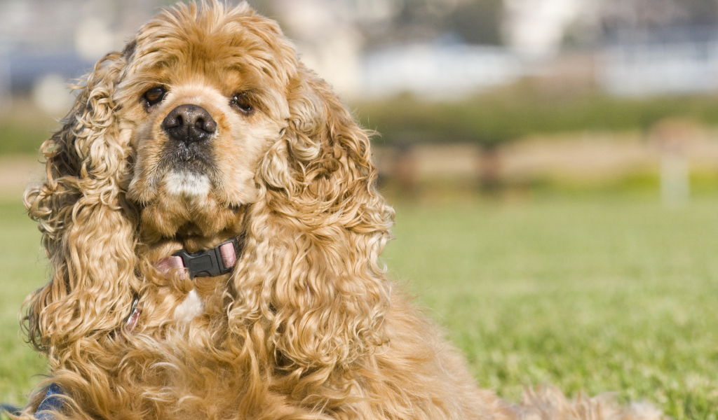 Американский кокер спаниель