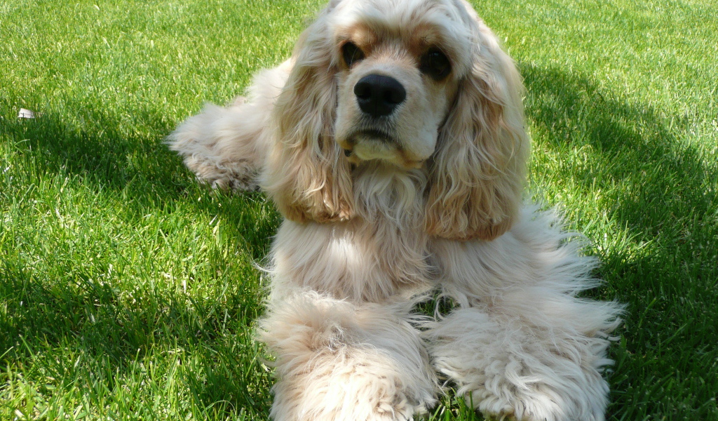 Американский кокер спаниель лежит на траве