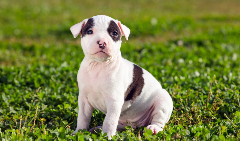 Щенок американского стаффордширского терьера