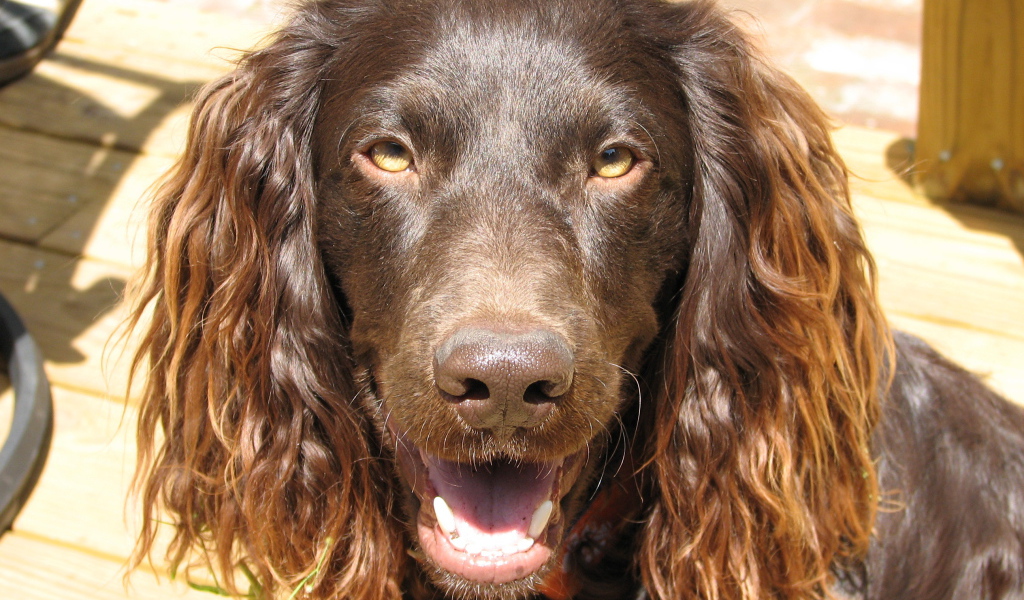 Американский водяной спаниель
