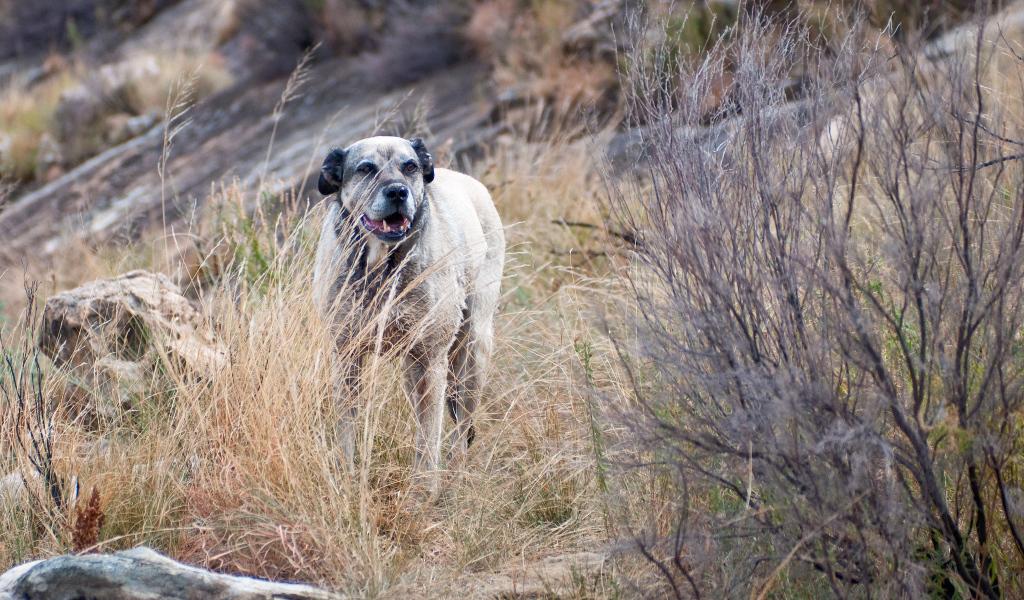 Злой пес чинук