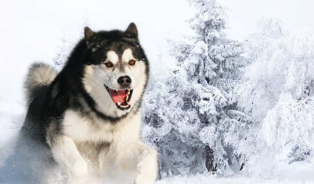 Злая собака лайка