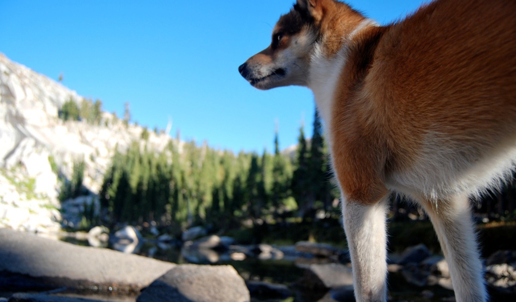 Рыжий норвежский лундехунд