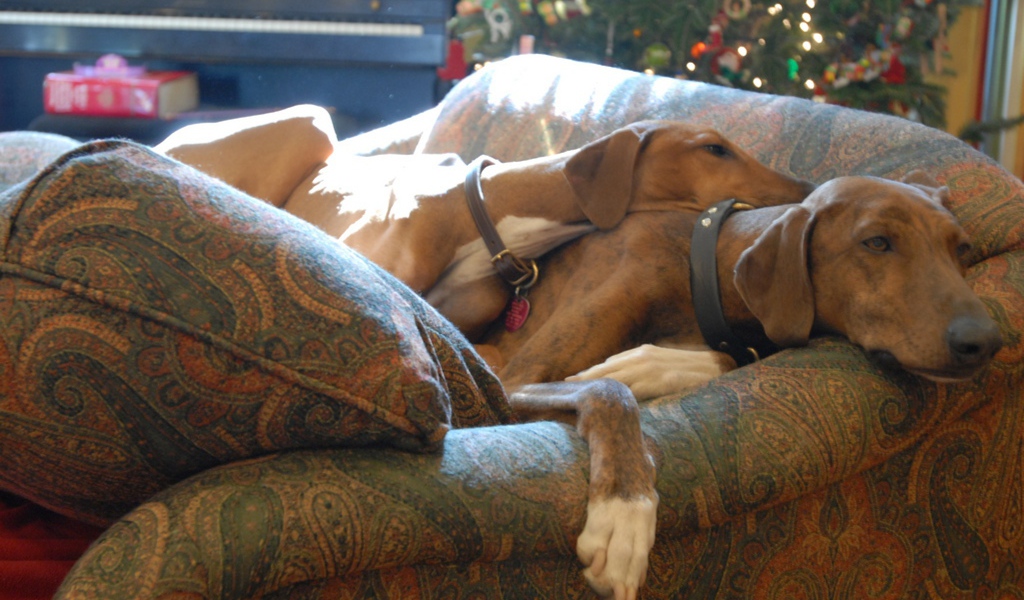 Собаки азавак на диване