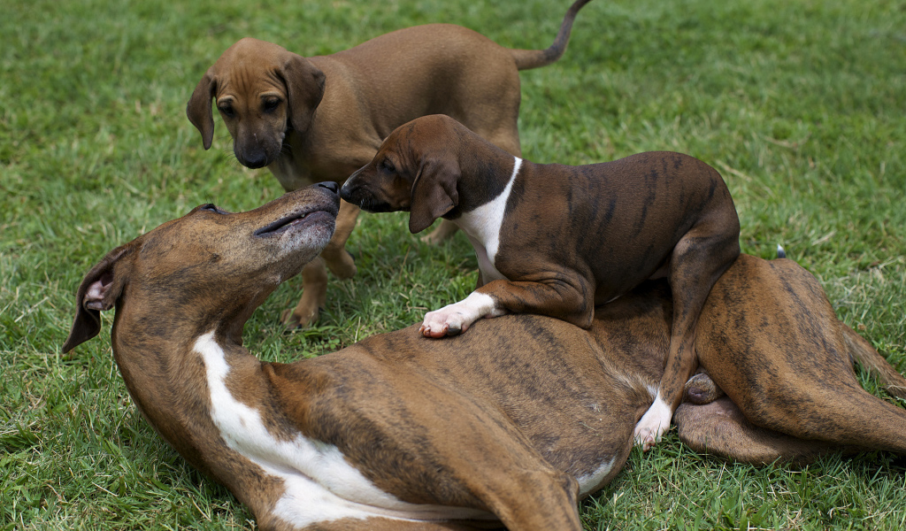 Мама азавак играет с щенками