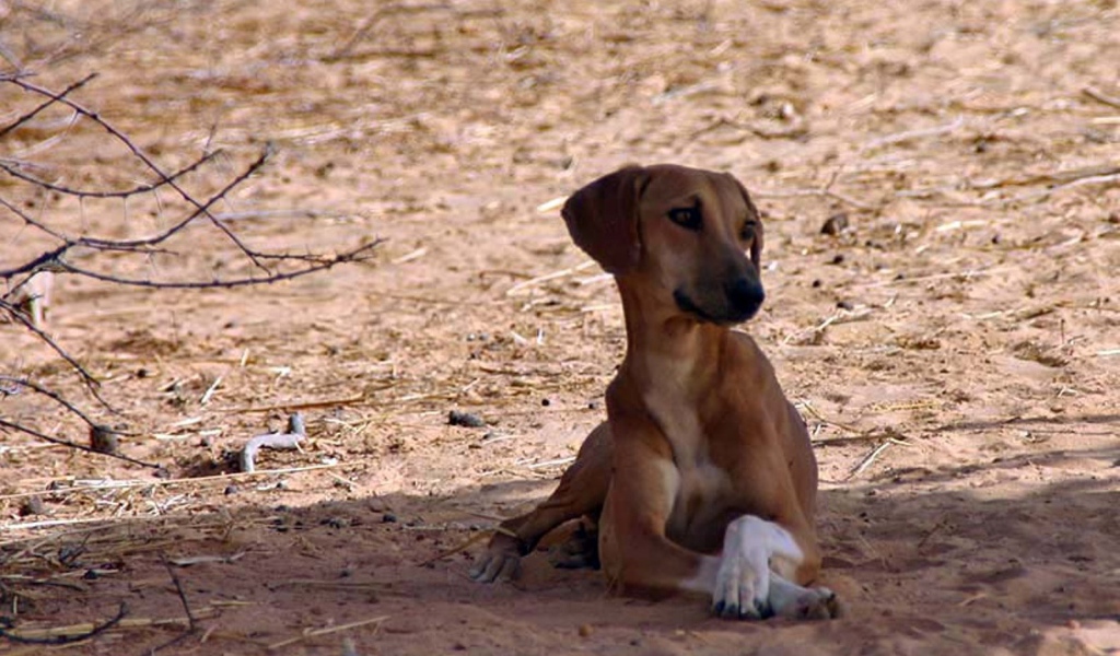 Азавак сидит в тени дерева