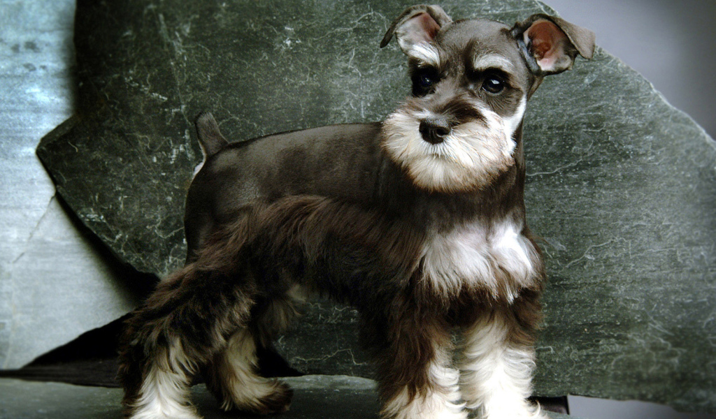 Малыш пес шнауцер