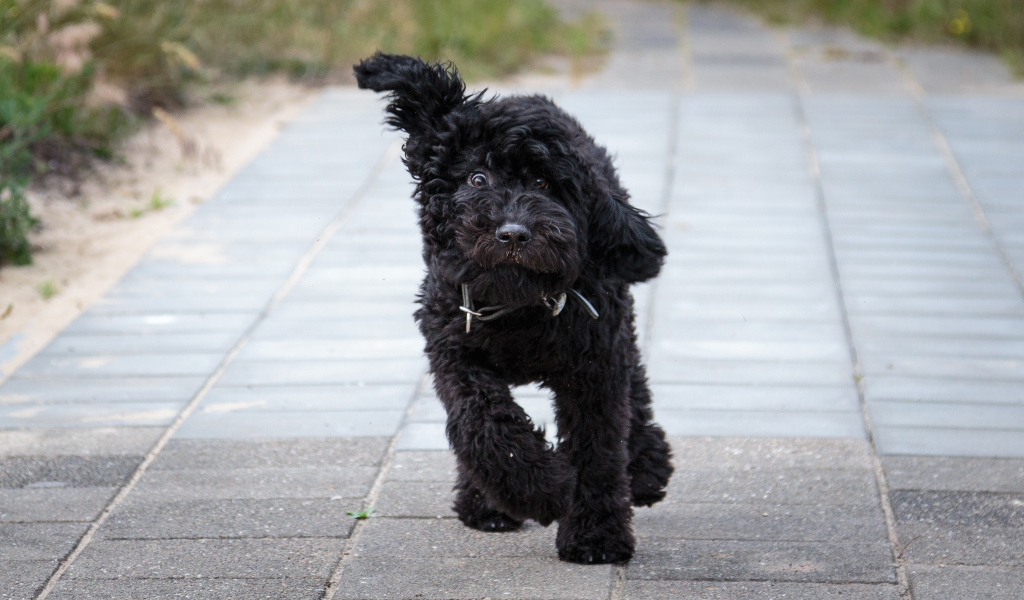 Собака барбет бежит по тротуару