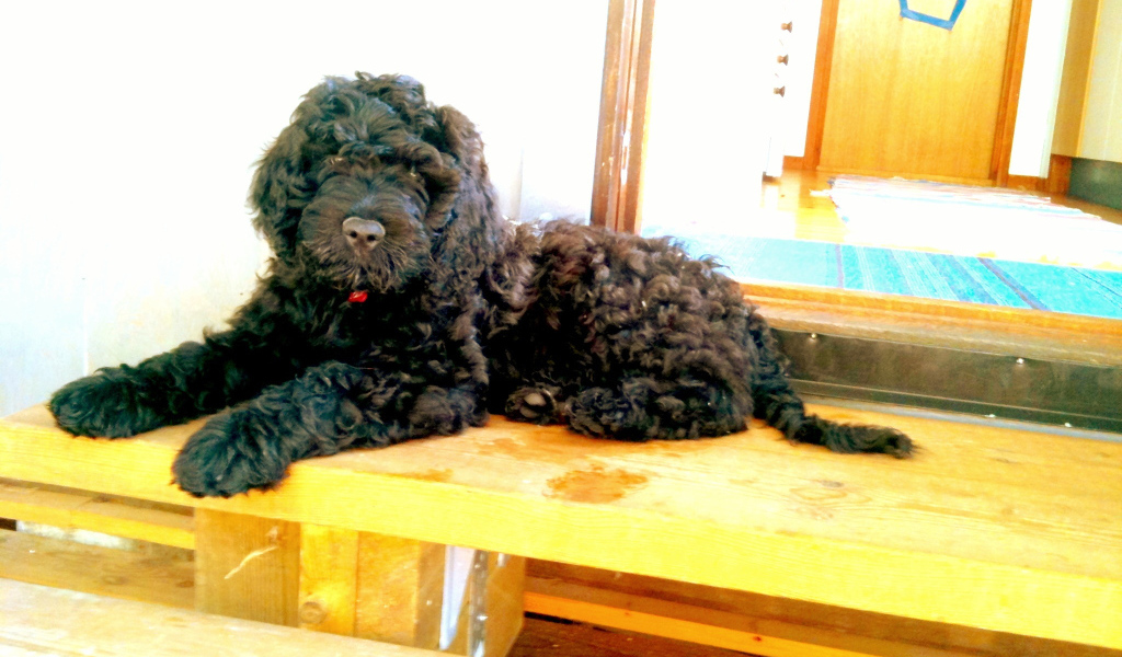 Барбет лежит на пороге