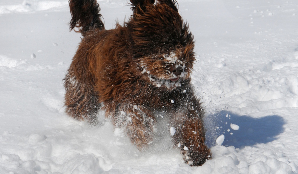 Барбет бежит по снегу