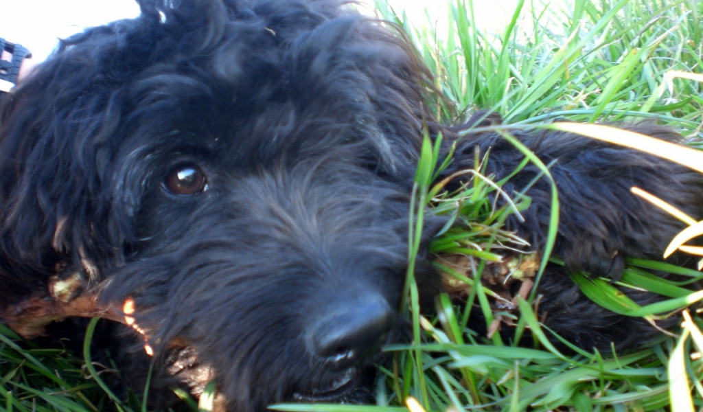 Барбет лежит в траве