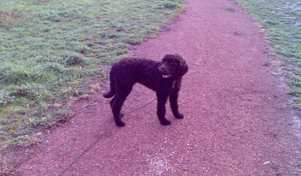 Барбет на дорожке