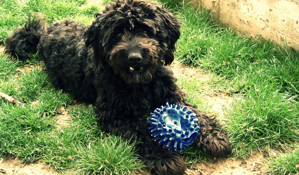 Барбет с игрушкой