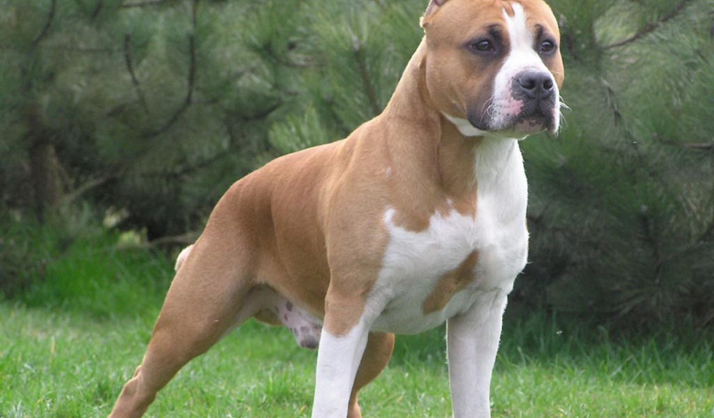 Боевая стойка американского стаффордширского терьера