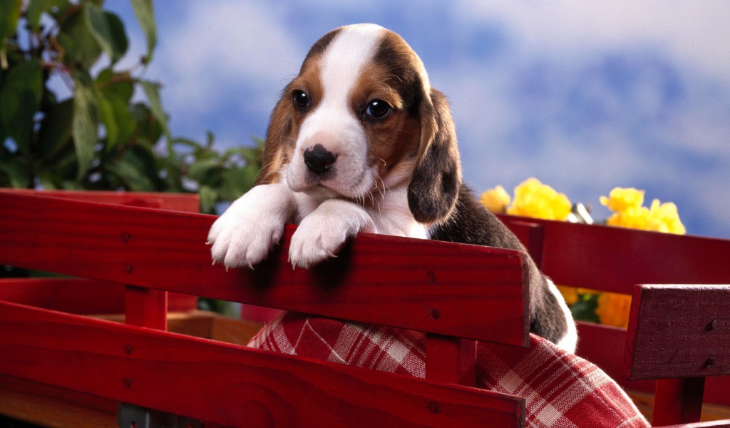 Щенок бигля