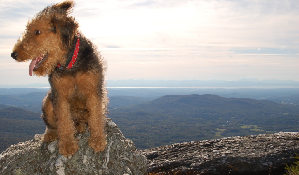 Красивый эрдельтерьер в горах