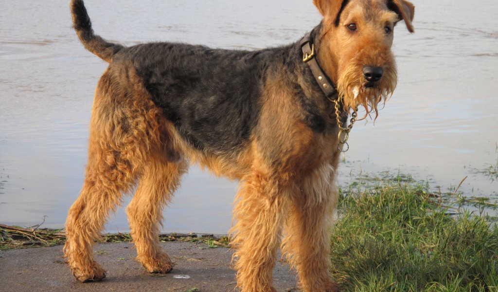 Красивый эрдельтерьер у воды