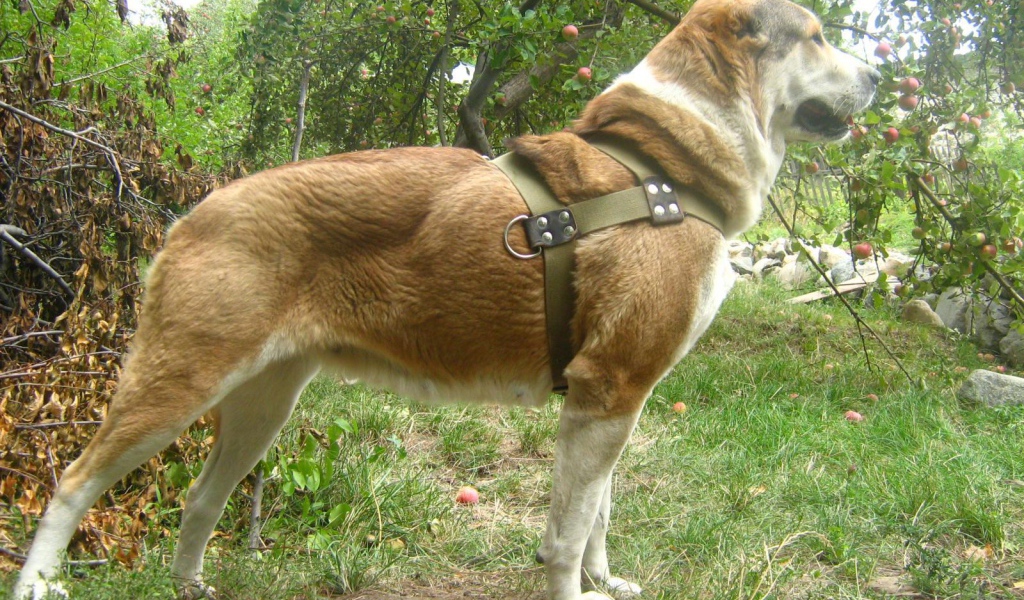 Красивая стойка алабая