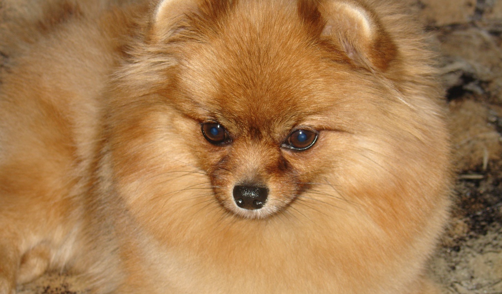 Красивый немецкий шпиц