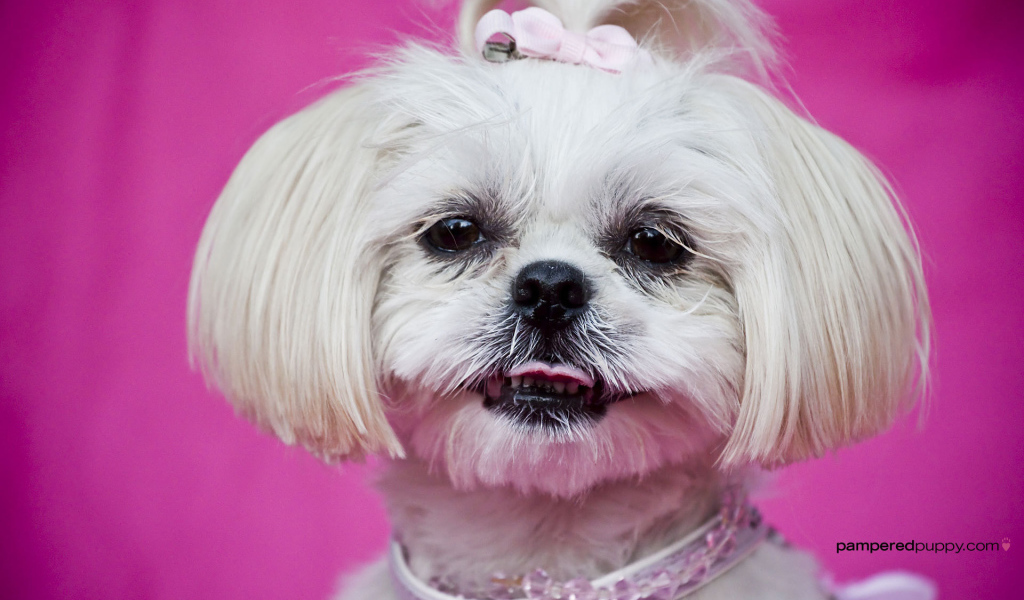 Красивая стрижка шитцу