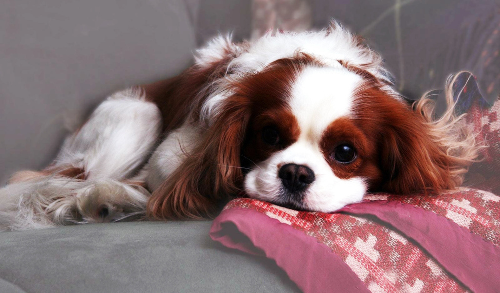 Красивый спаниель лежит