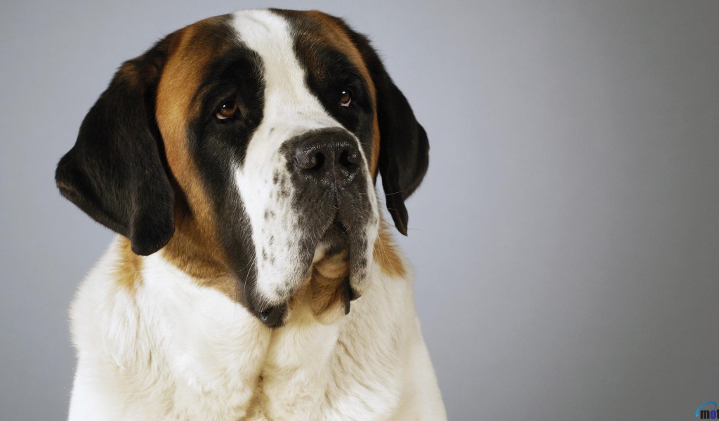 Красивый пес сенбернар