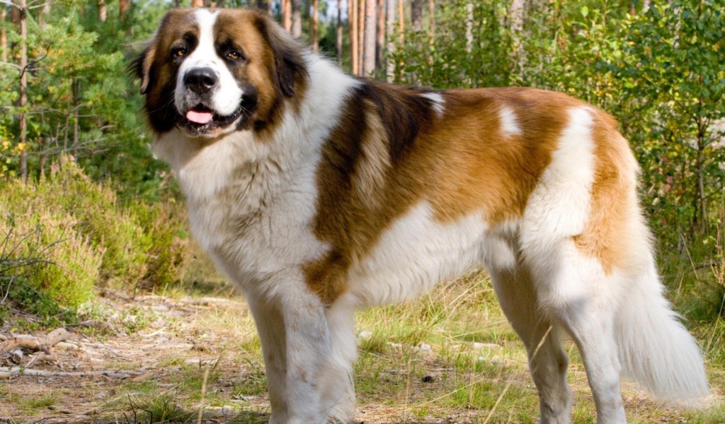 Красивый сенбернар в парке