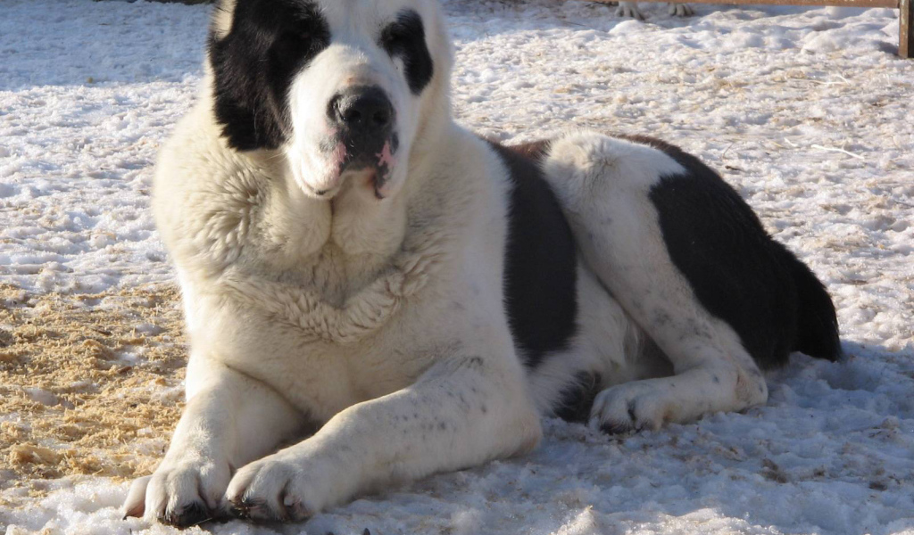 Красивый алабай в вольере