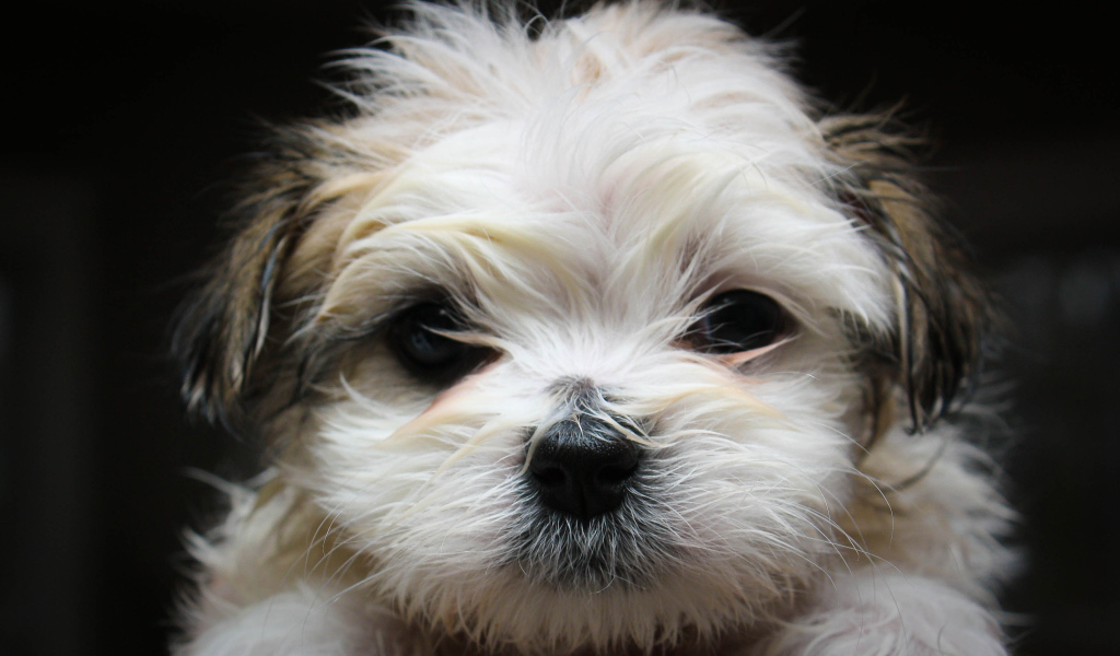 Красивая мордашка шитцу