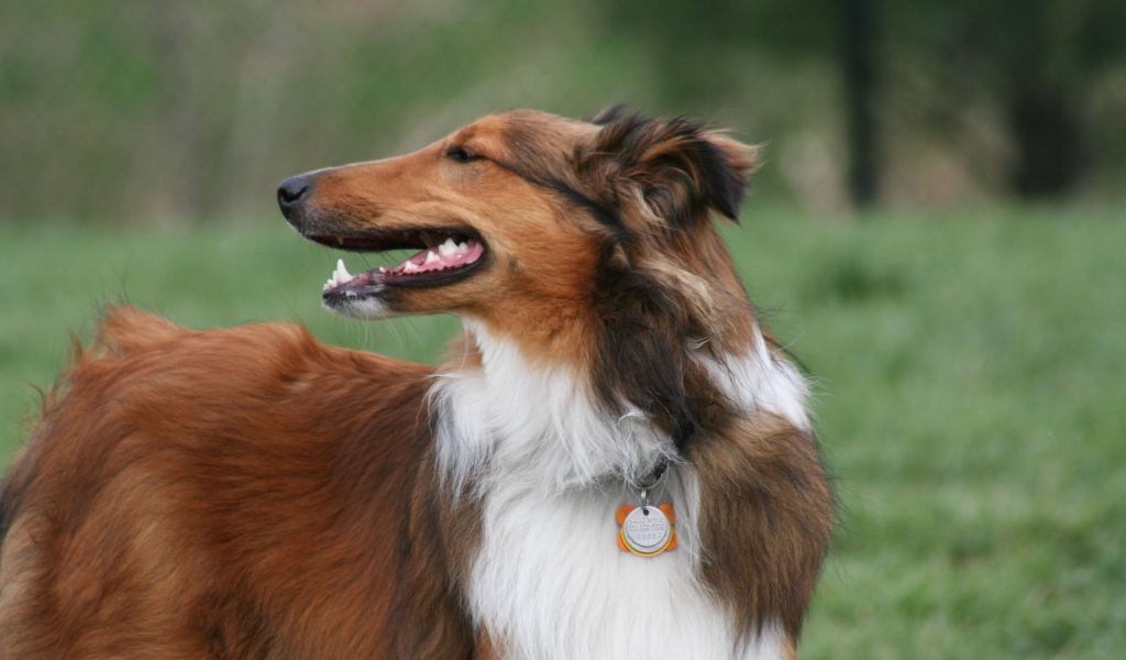 Красивый коричневый колли