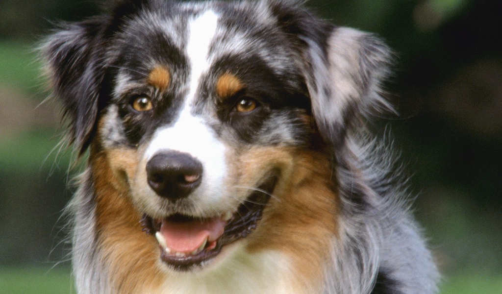 Красивый пес колли