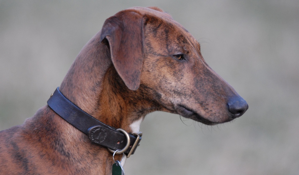 Красивая собака азавак