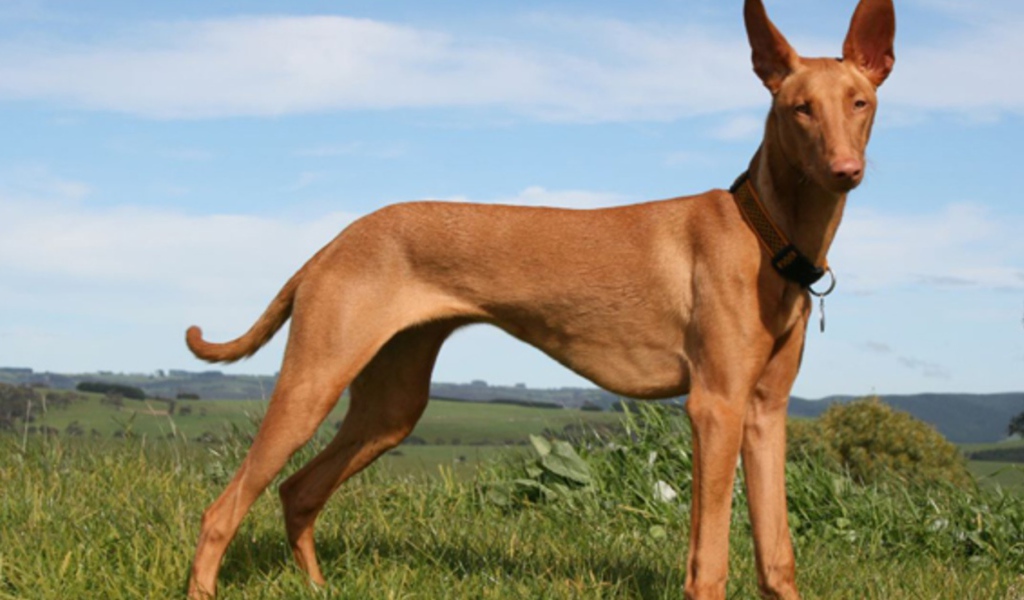 Красивый пес Фараонова собака