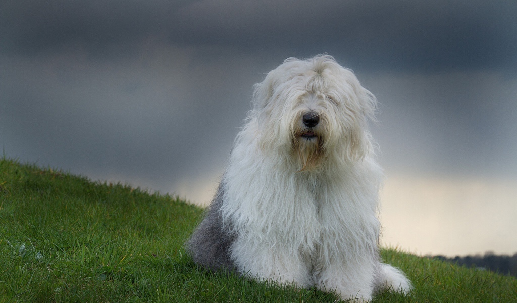 Красивый пес породы бобтейл
