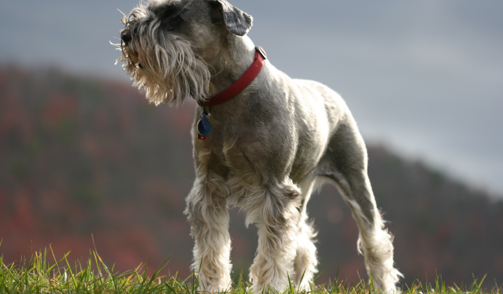 Красивый пес шнауцер