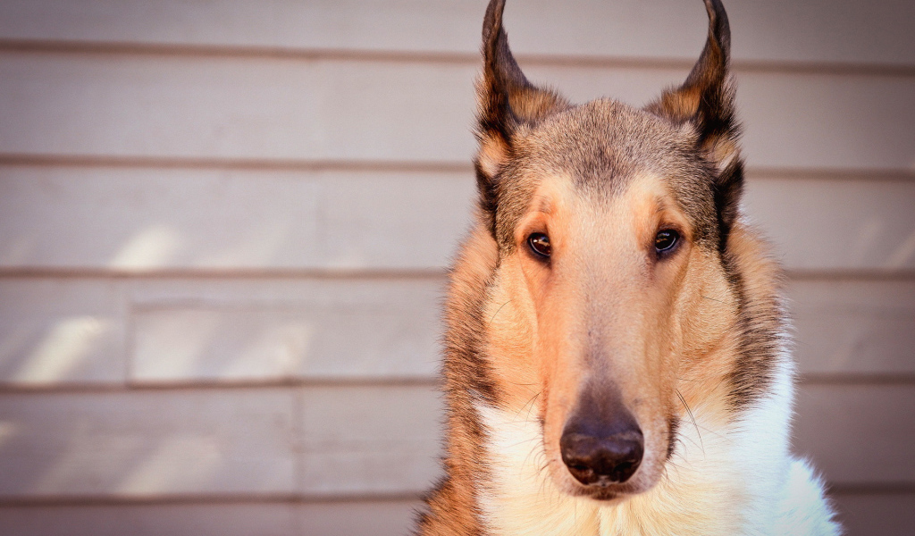 Красивые ушки у колли