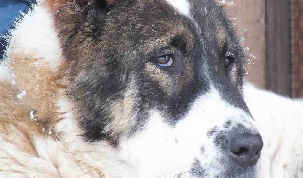 Красивые глаза алабая