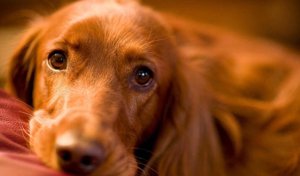 Красивые глаза спаниеля