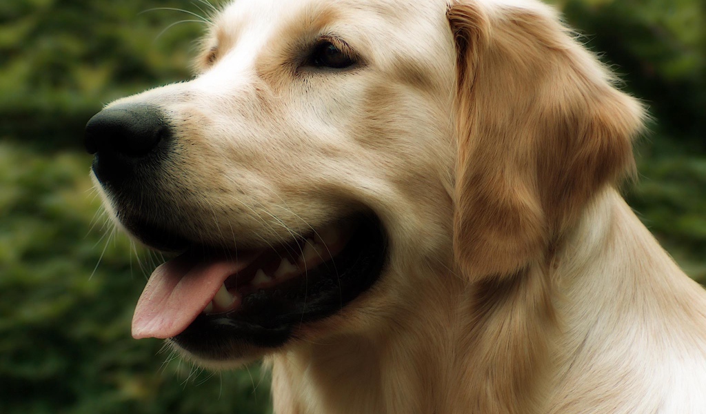 Красивый золотой ретривер