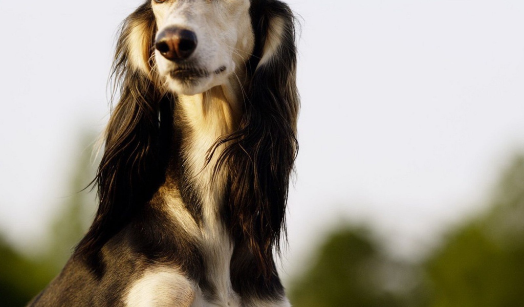 Красивая борзая собака