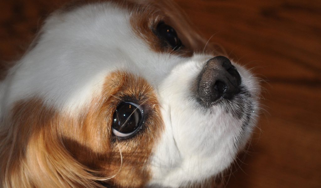 Красивая мордочка пекинеса