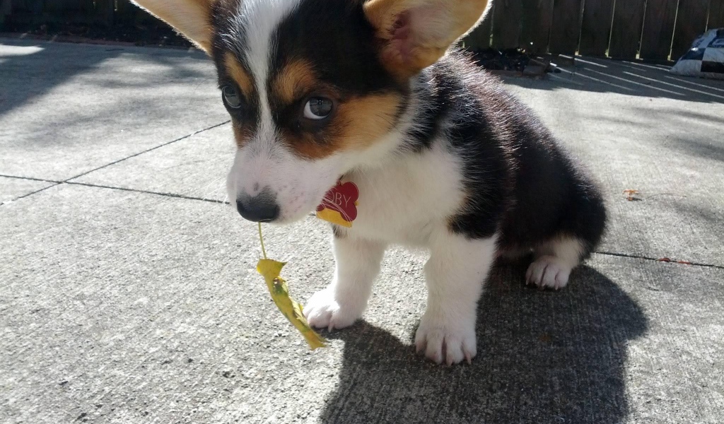 Красивый щенок вельш-корги